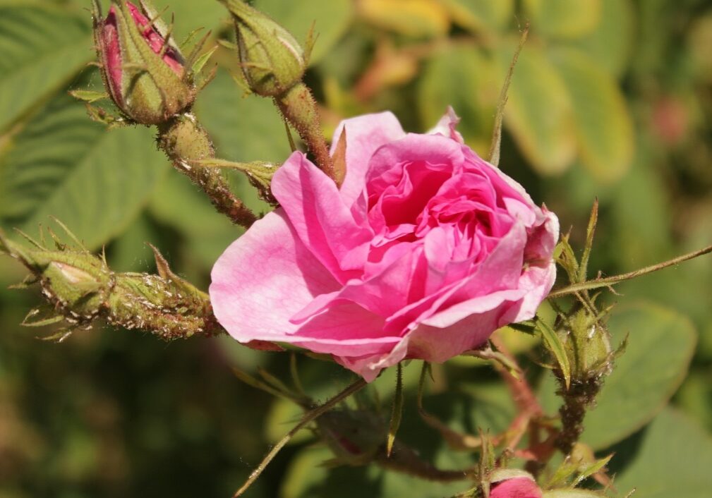 rosev